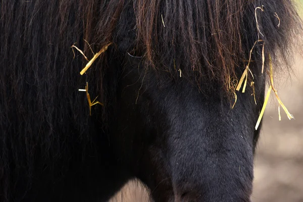 Comida de cavalo Imagens De Bancos De Imagens