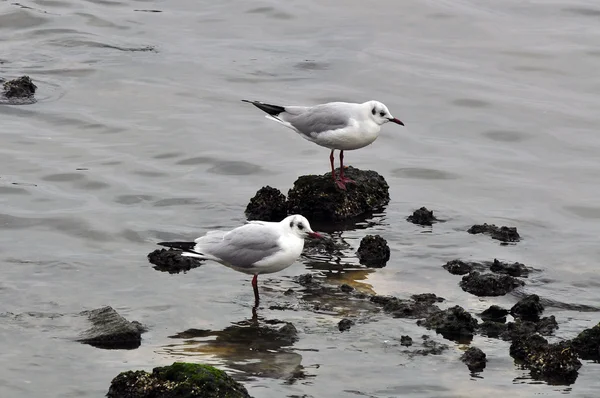 Seagull — Stock Photo, Image