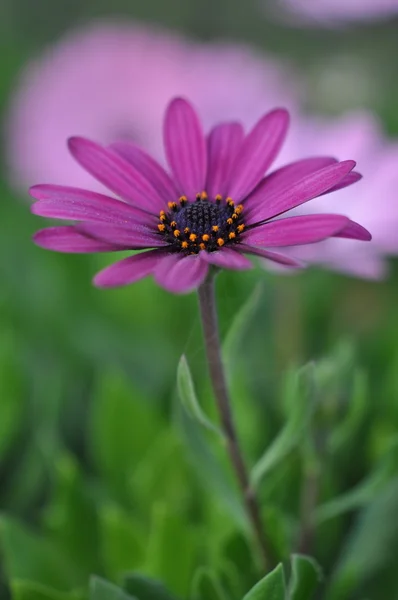 Gerbera — Stock Photo, Image