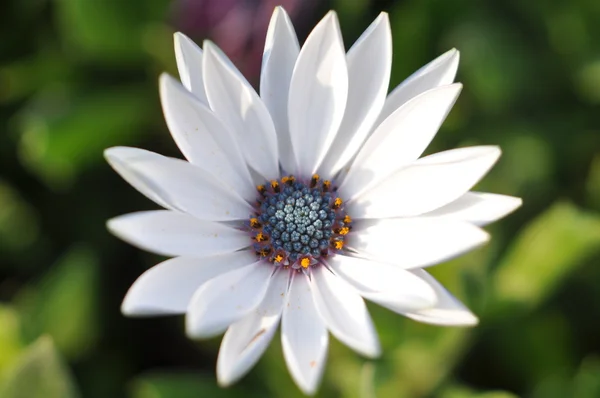 Gerbera — Stockfoto