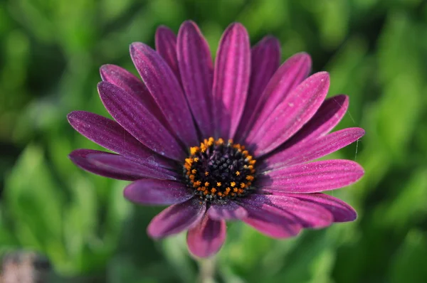 Gerbera