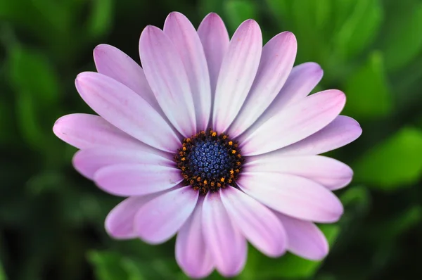 Gerbera — Stockfoto