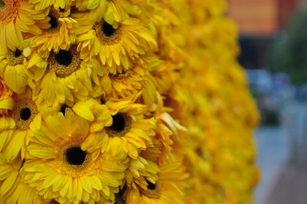 Gerbera
