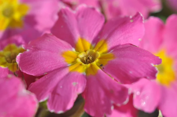 Gerbera — Stockfoto