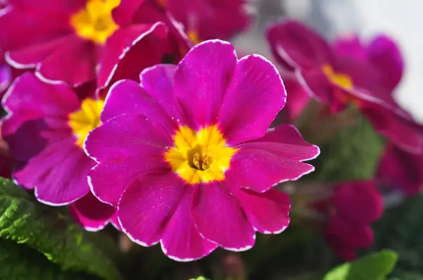 Gerbera