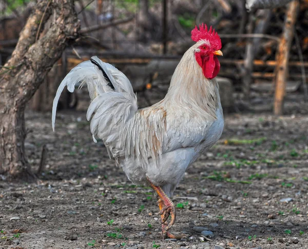 Ev yapımı tavuk Stok Fotoğraf