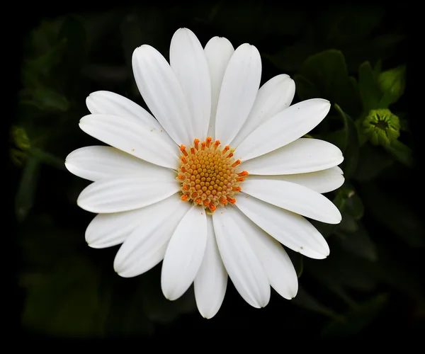 Hvit gerbera – stockfoto