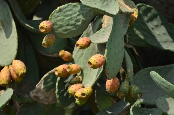 Prickly pear cactus vruchten — Stockfoto