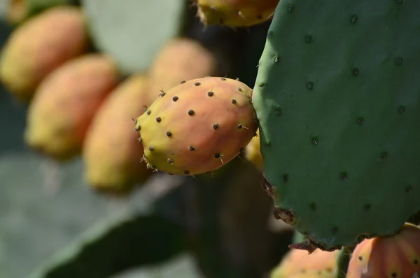 Prickly pear cactus fruit — Stock Photo, Image