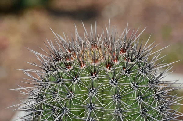 Ronde cactus — Stockfoto