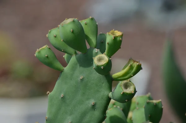 Ronde cactus — Stockfoto