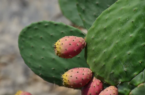 Prickly pear cactus vruchten — Stockfoto