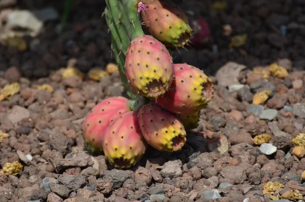 Prickly pear cactus fruit — Stock Photo, Image