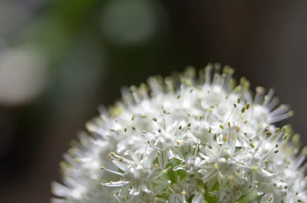 Allium çiçek