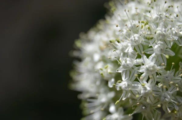 Alliumblume — Stockfoto