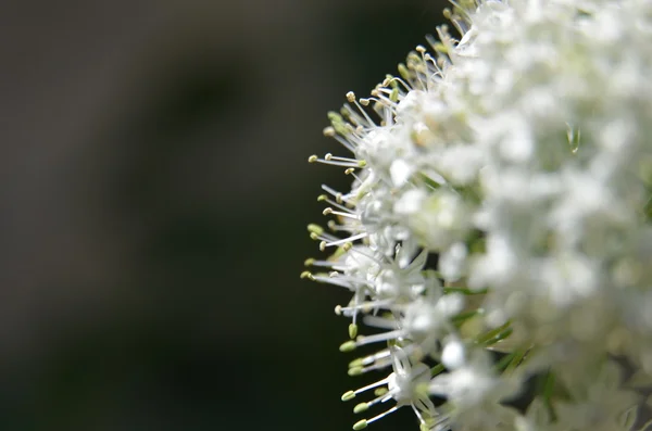 Allium çiçek