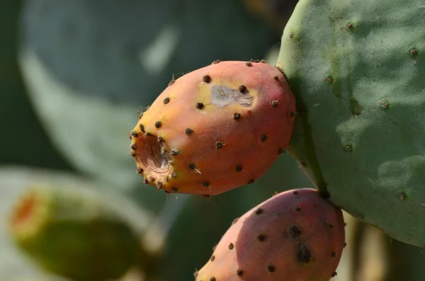 Prickly pear cactus fruit — Stock Photo, Image