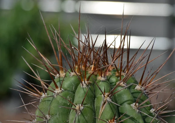 Fruta de cactus de pera espinosa —  Fotos de Stock