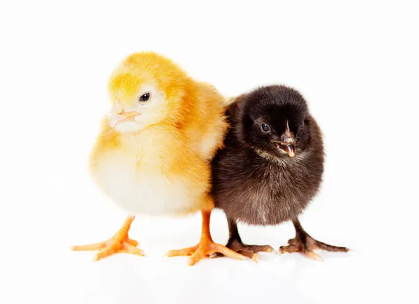 Pollos bebé negros y amarillos — Foto de Stock
