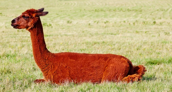 Roodachtig bruin alpaca zit in veld — Stockfoto