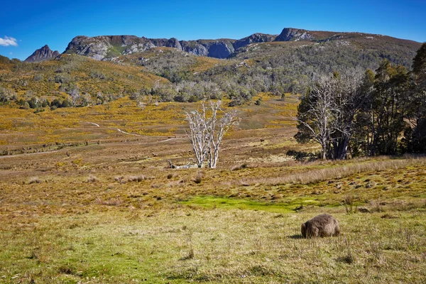 Vista incrível com wombat comendo grama Fotografias De Stock Royalty-Free