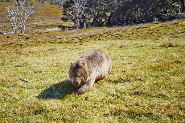 Wombat no moove Imagem De Stock