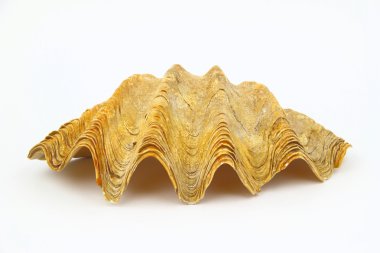 büyük deniz hayvanı kabuğu