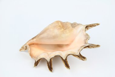 büyük deniz hayvanı kabuğu