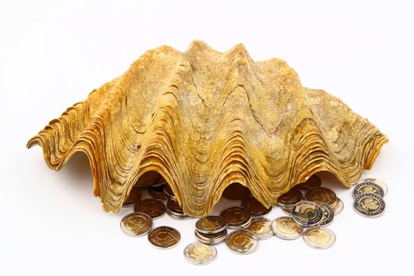 The coins with the shell — Stock Photo, Image