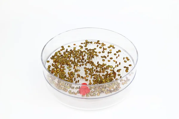 Sprouting seeds of lentil — Stock Photo, Image