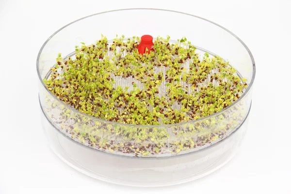 Încolțirea semințelor de broccoli — Fotografie, imagine de stoc