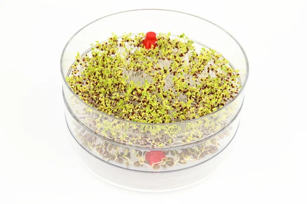 Sprouting seeds of broccoli and lentil — Stock Photo, Image