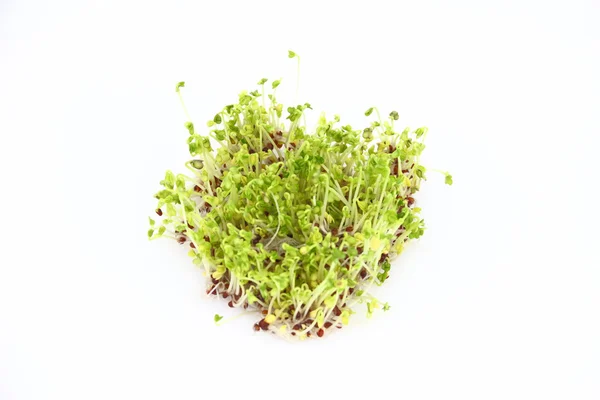 brokoli, Brüksel lahanası