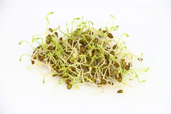 Sprouts of lentil Stock Image