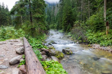 Yazın dağdaki nehir