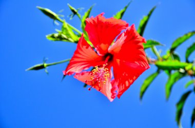 Çin kırmızı gül