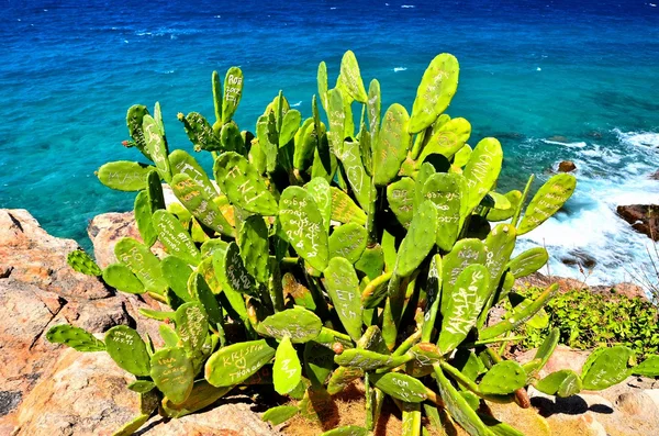 Kaktus i morze — Zdjęcie stockowe