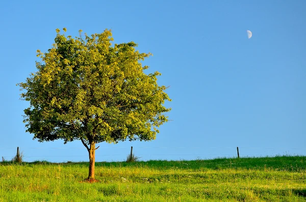 Lone tree yeşil — Stok fotoğraf