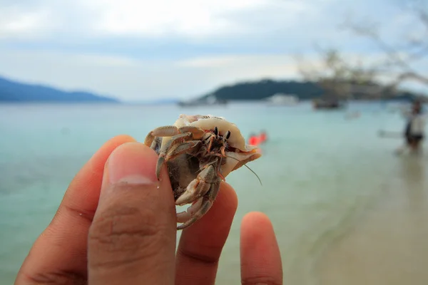 Hermit crab in een hand — Stockfoto