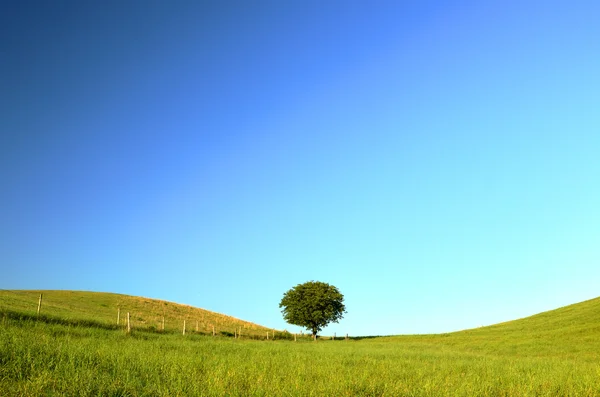 Одинокое дерево в зеленом Лицензионные Стоковые Изображения