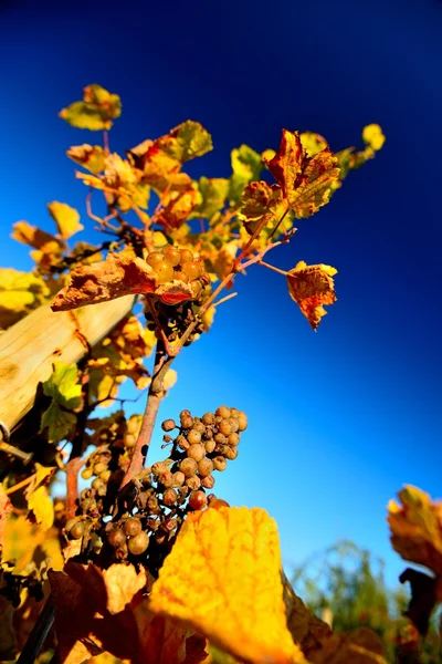 Пфальца виноградник — стокове фото