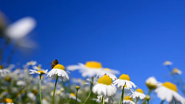 Bumble abelha em uma margarida — Fotografia de Stock