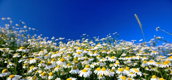 Daisy flowers. — Stock Photo, Image