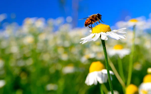 Pan Bumble bee na daisy — Stock fotografie