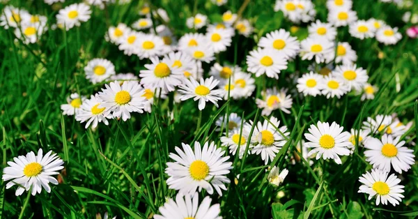 Daisy flowers. — Stock Photo, Image