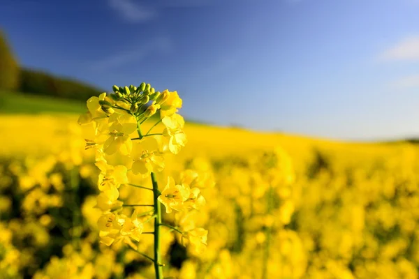 Rapsfeld — Stockfoto