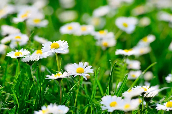 Daisy flowers. — Stock Photo, Image