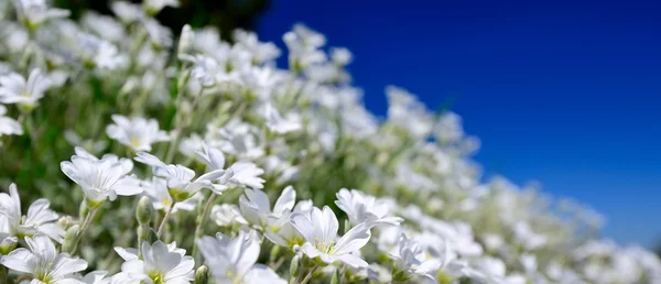 Flor selvagem — Fotografia de Stock