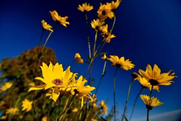 Mexican Sunflower — Stock Photo, Image