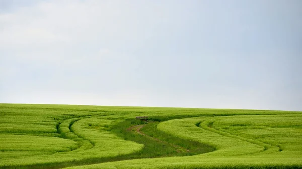 Frisches grünes Feld — Stockfoto